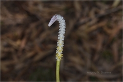 Aponogeton echinatus